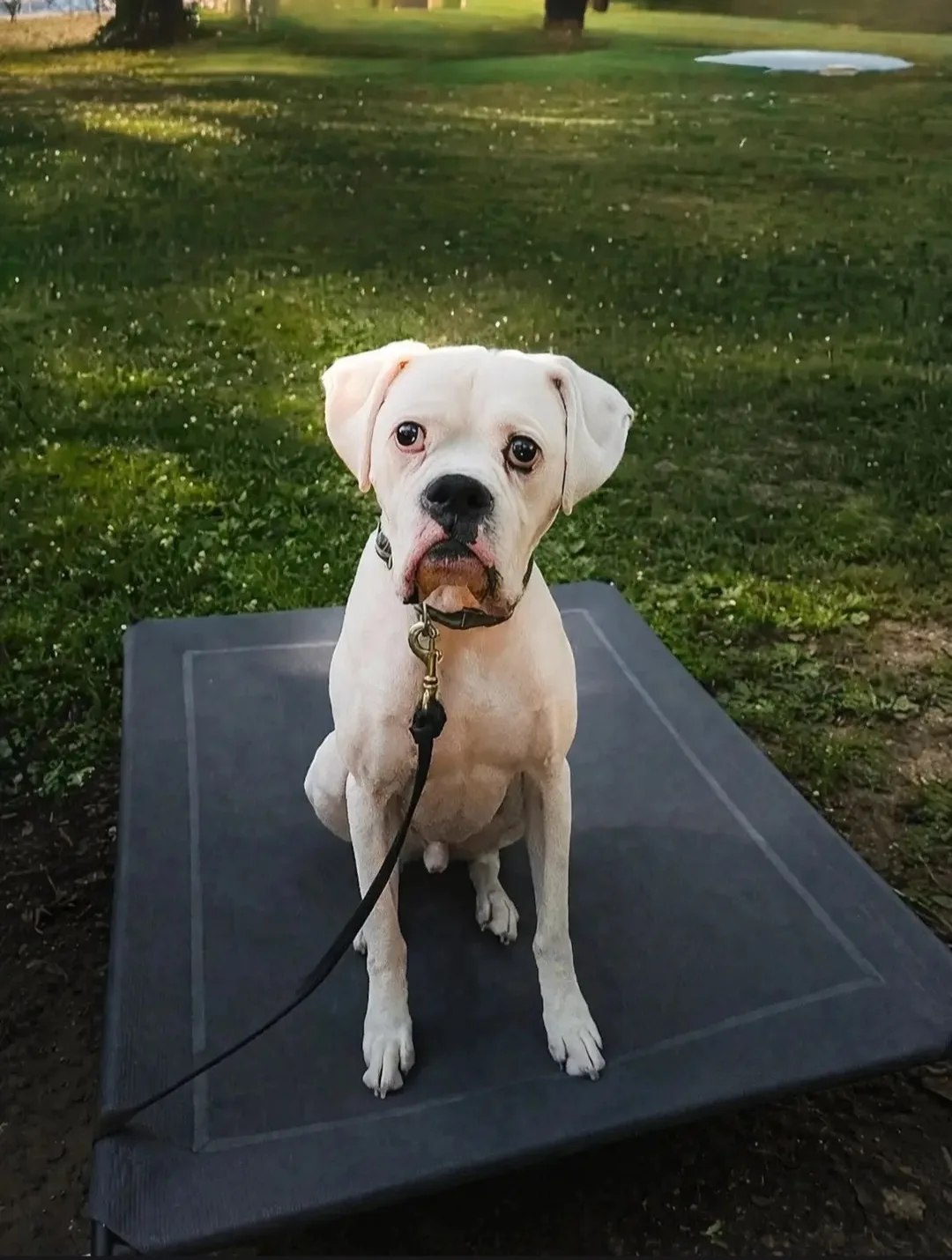 A boxer holding the place command on a training cot