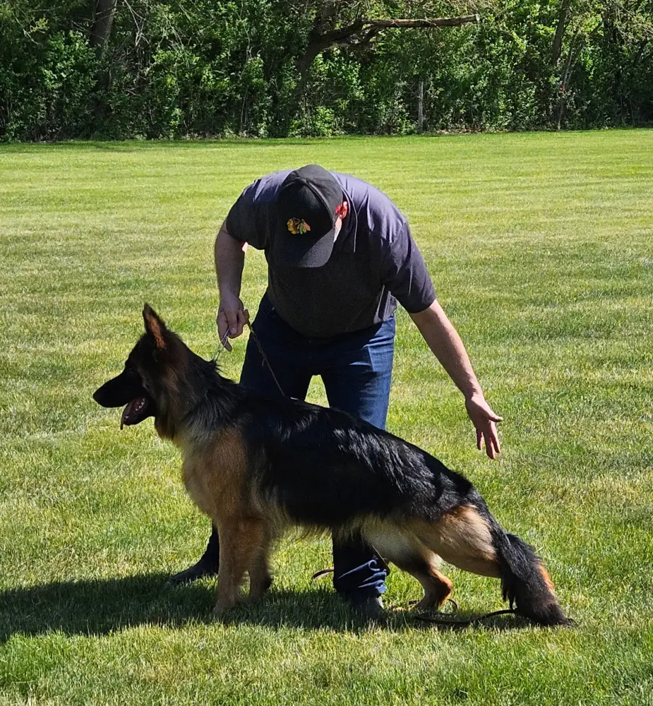 Steve working through a heel with a German Shepherd on the grass