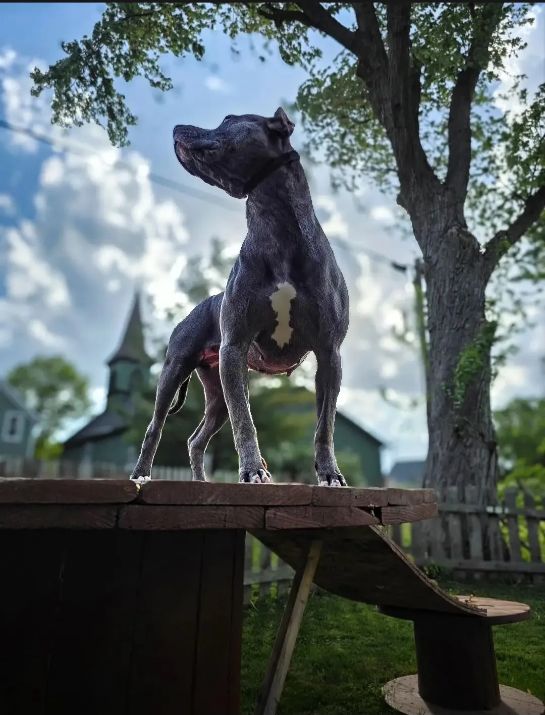 A pit bull holding a steady stand on a raised platform during board and train