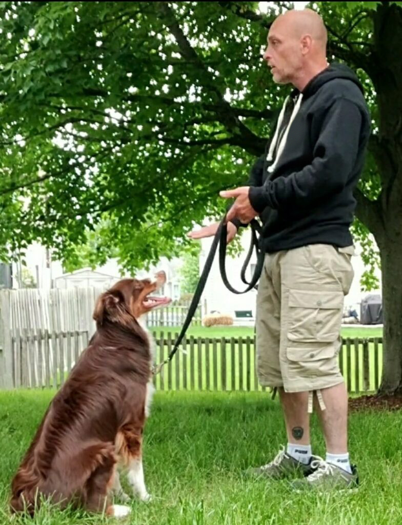 dog-training-session-s-steve-the-dogman