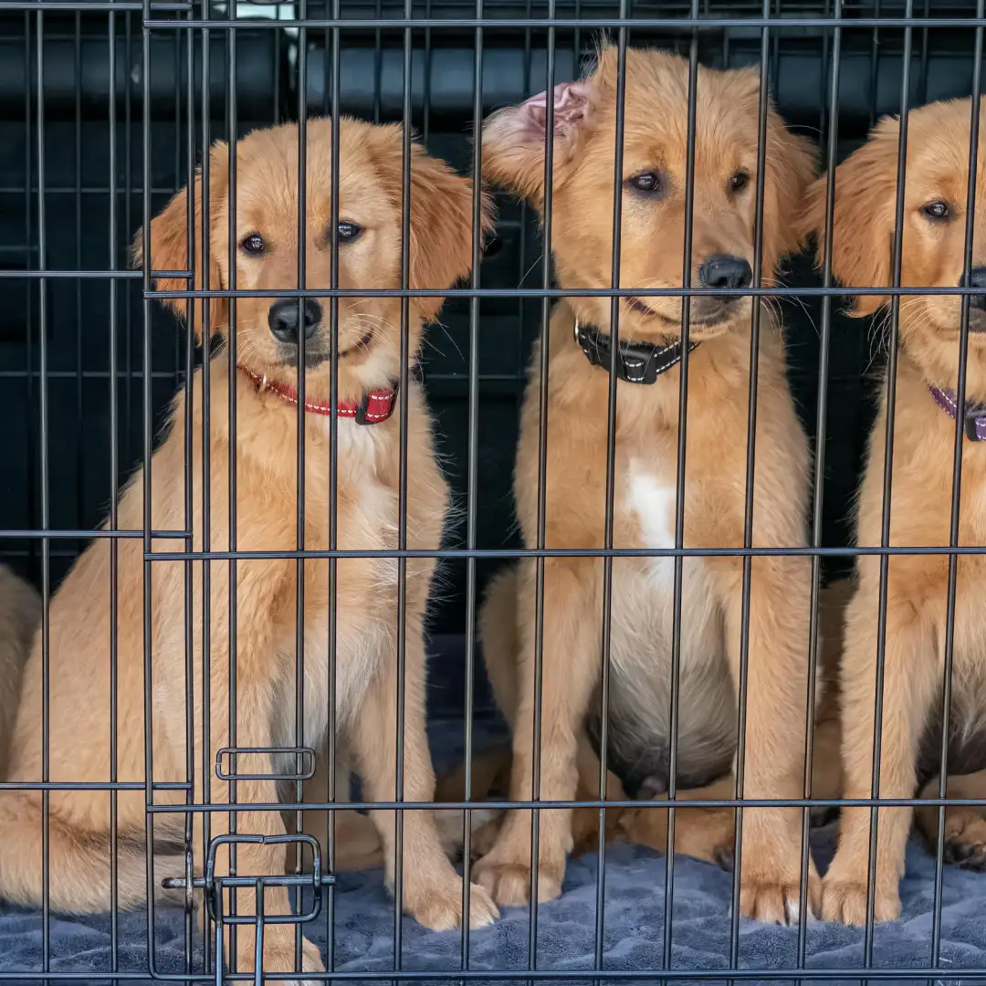 3-golden-retrievers-sitting-comfortably-in-a-crate.webp