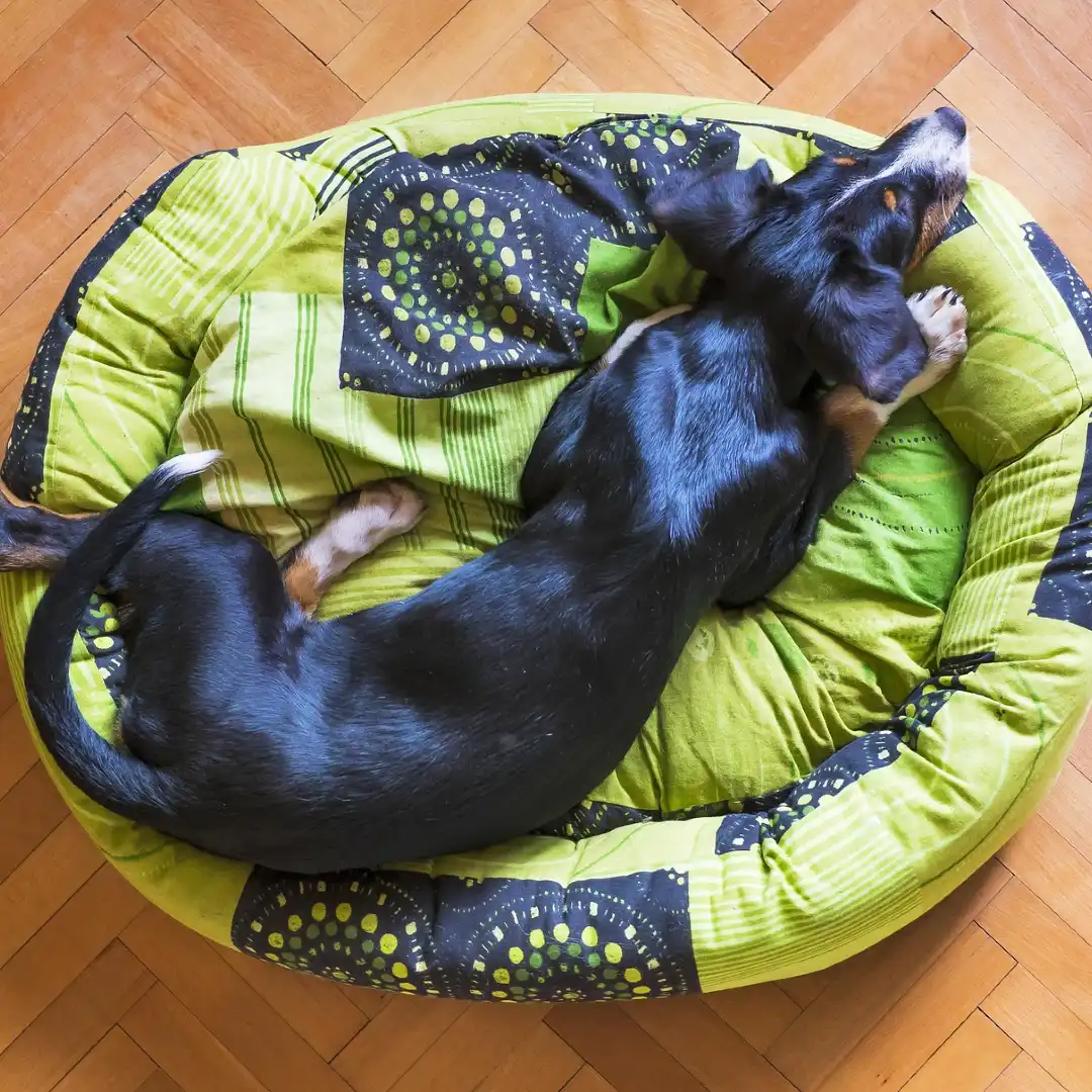 Beagle-laying-down-in-a-green-dog-bed.webp