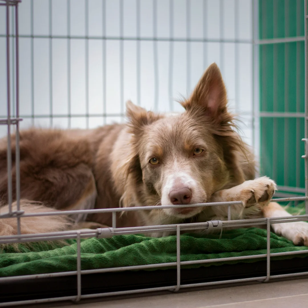 Border-collie-laying-down-in-a-cozy-crate.webp