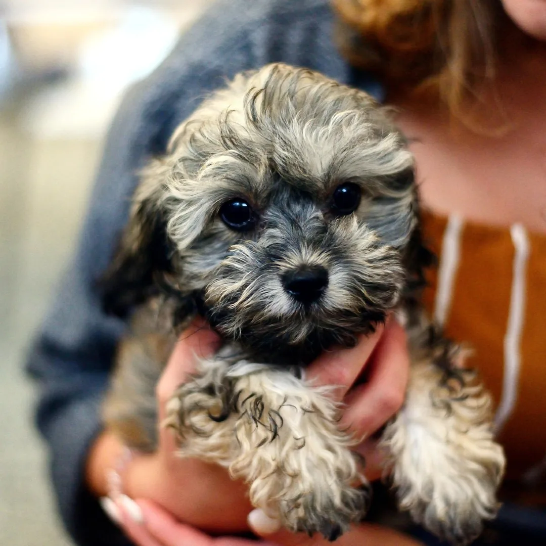 Cute-puppy-being-held-by-its-owner.webp