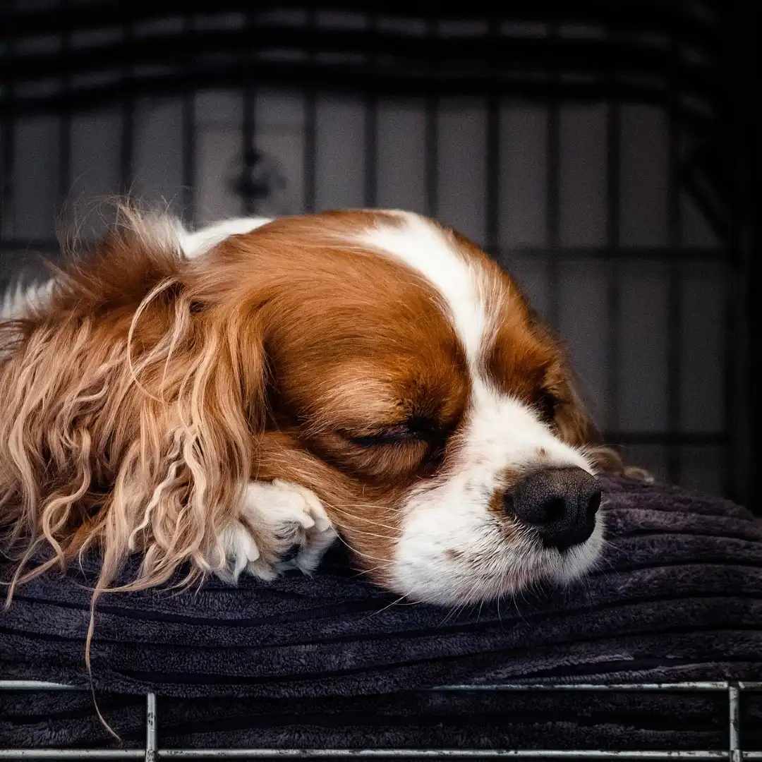 King-chavelier-sleeping-in-a-cozy-crate.webp