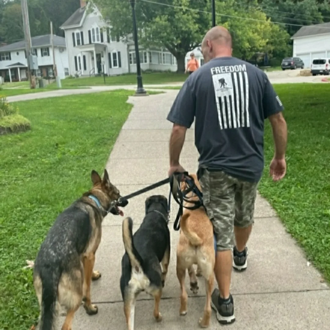 Steve The Dogman walking his dogs