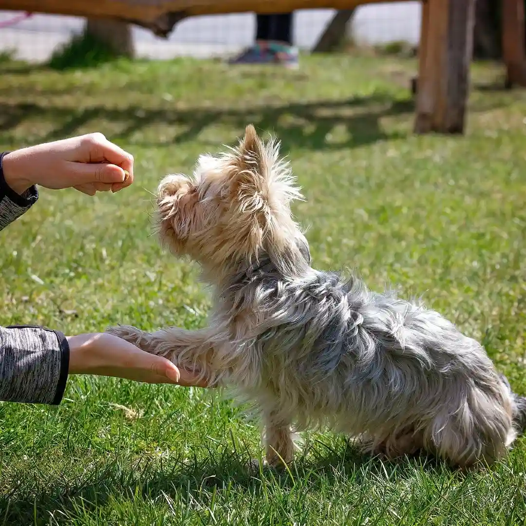 Yorkshire-puppy-learning-to-give-paw.webp