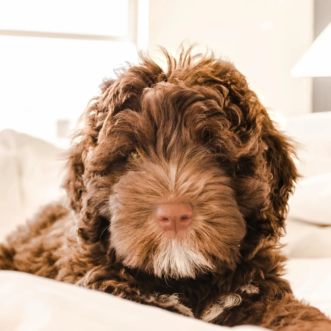 fluffy-golden-doodle-puppy-laying-in-a-sofa.webp